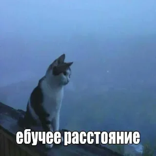 Стикер Больше стиков тут: @stikery4 - 4