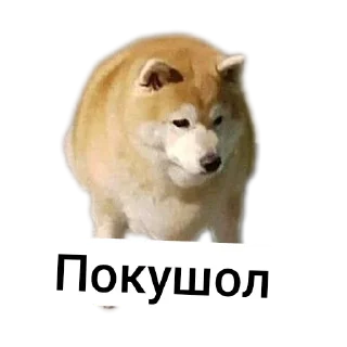 Стикер Больше стиков тут: @stikery4 - 10