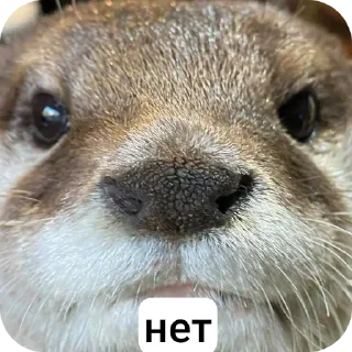 Стикер Больше стиков тут: @stikery4 - 11