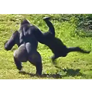 Стикер Больше стиков тут: @stikery4 - 3