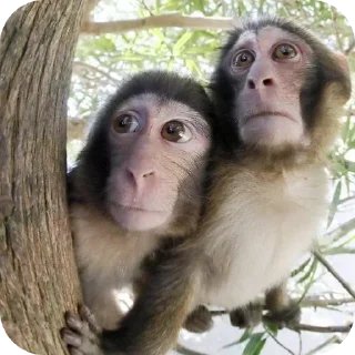 Стикер Больше стиков тут: @stikery4 - 6