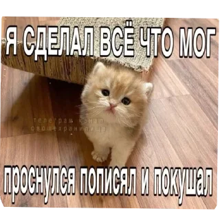 Стикер Больше стиков тут: @stikery4 - 1