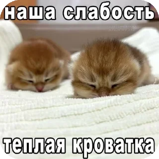 Стикер Больше стиков тут: @stikery4 - 11