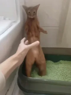 Sticker Шкебеде эщкере🤟 @MoiStikiBot - 0