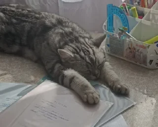 Стикер шрекуся @TgEmodziBot - 1