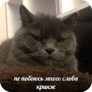 Sticker скиторы оли - 4