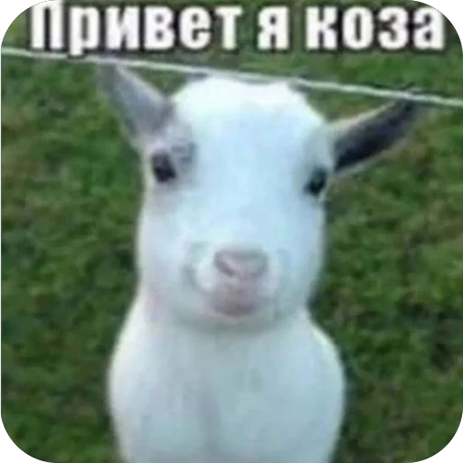 Sticker sobaka_2ec9f_by_TgEmodziBot - 1