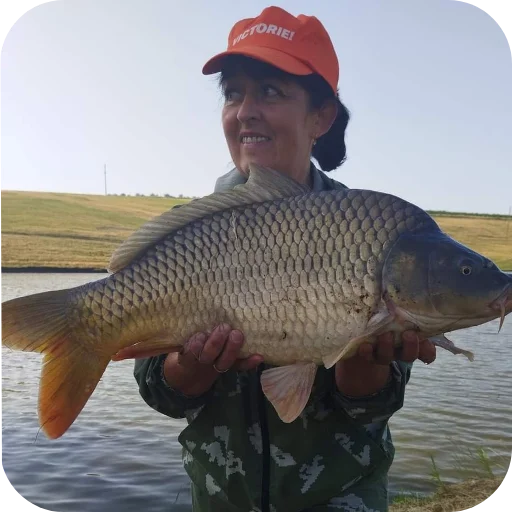 Sticker solevye_ae6c2_by_TgEmodziBot - 1