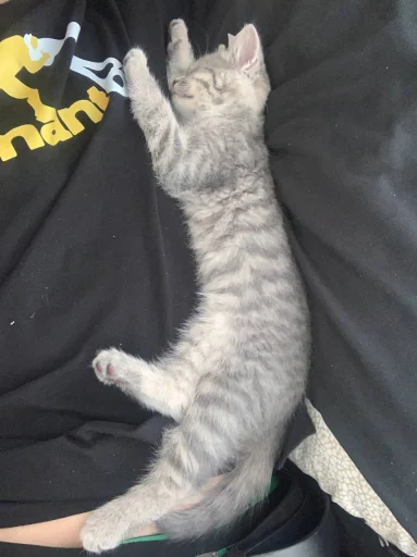 Стикер sonya_9bcfd_by_TgEmodziBot - 1