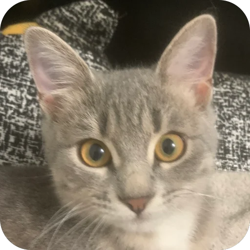 Sticker sonya_9bcfd_by_TgEmodziBot - 1