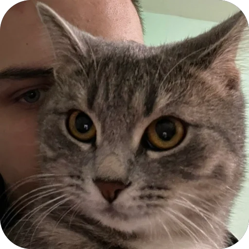 Sticker sonya_9bcfd_by_TgEmodziBot - 1