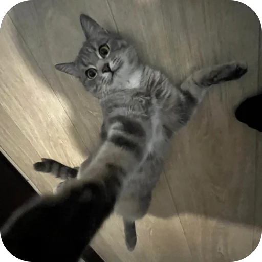 Sticker sonya_9bcfd_by_TgEmodziBot - 1