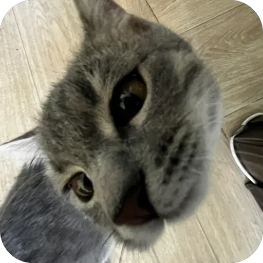 Стикер sonya_9bcfd_by_TgEmodziBot - 1