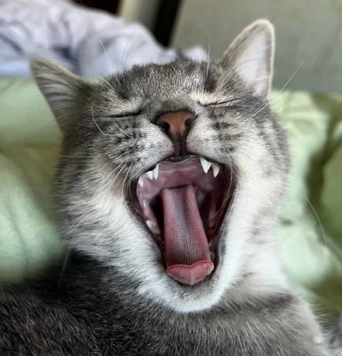 Стикер sonya_9bcfd_by_TgEmodziBot - 1