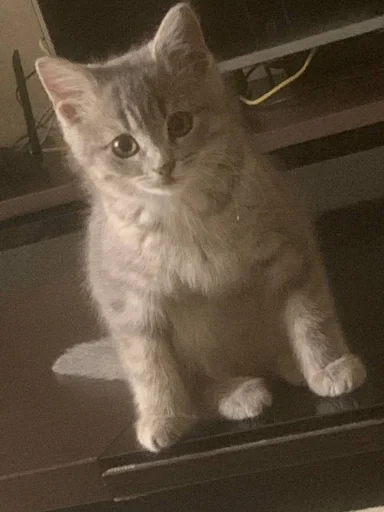 Соня @TgEmodziBot - 