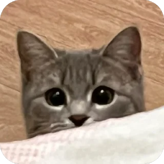 Стикер Соня @TgEmodziBot - 10