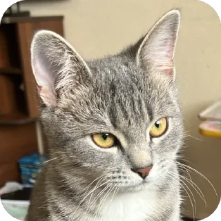 Стикер Соня @TgEmodziBot - 2