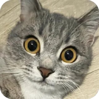 Стикер Соня @TgEmodziBot - 4