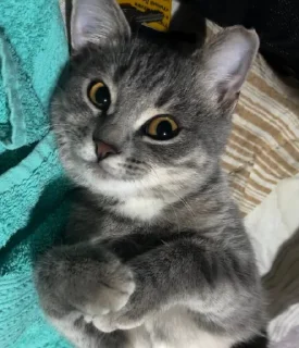 Стикер Соня @TgEmodziBot - 5