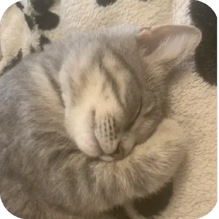 Стикер Соня @TgEmodziBot - 1