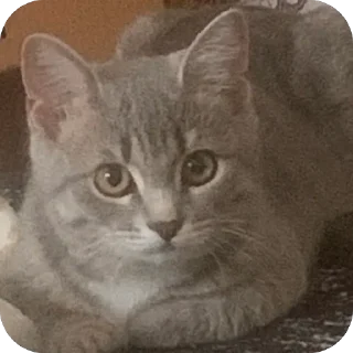 Стикер Соня @TgEmodziBot - 9