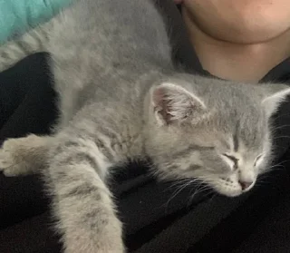 Стикер Соня @TgEmodziBot - 6