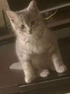 Стикер Соня @TgEmodziBot - 8