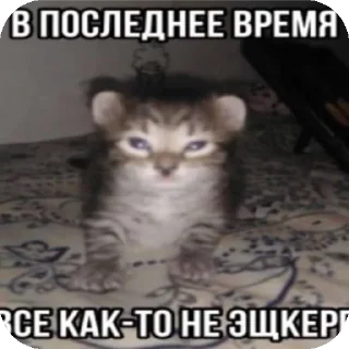 Стикер sosal? by @C23H30N2O4 - 5