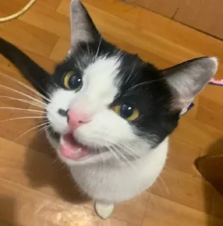 Sticker мама я не гот у меня носки белые - 8