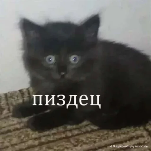 Стикер sss_18093_by_TgEmodziBot - 1