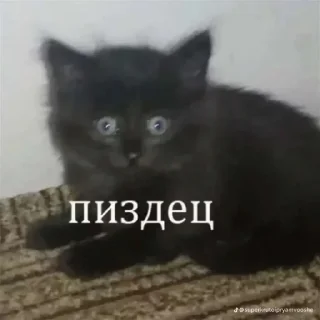 Стикер Ондыго @TgEmodziBot - 8