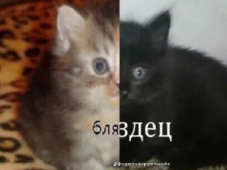 Стикер Ондыго @TgEmodziBot - 4