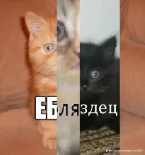 Стикер Ондыго @TgEmodziBot - 3