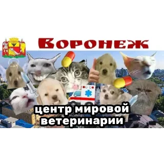 Стикер Черный ветеринарный юмор от @polavavilova - 10