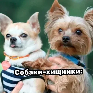 Стикер Черный ветеринарный юмор от @polavavilova - 9