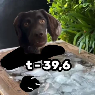 Стикер Черный ветеринарный юмор от @polavavilova - 8