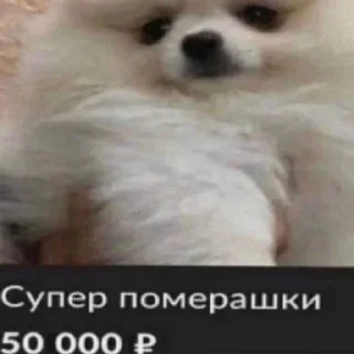 Стикер Черный ветеринарный юмор от @polavavilova - 6