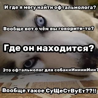 Стикер Черный ветеринарный юмор от @polavavilova - 2