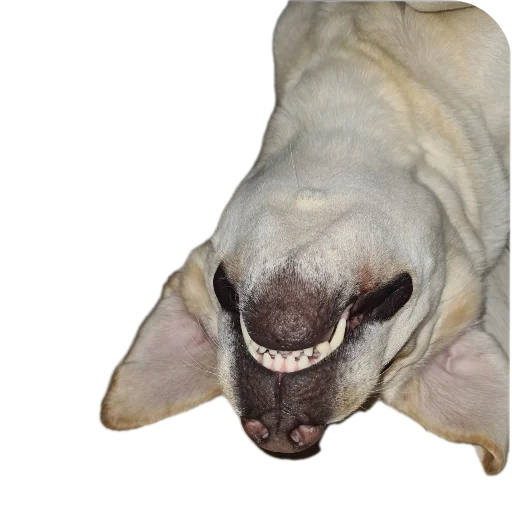 Sticker stickers_with_yasmina - 1