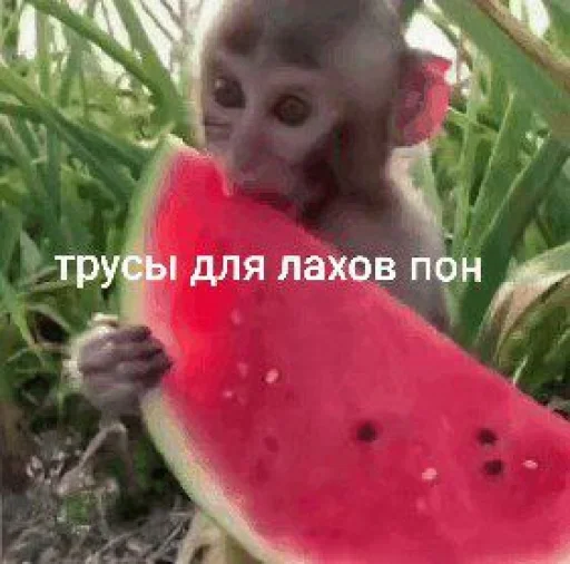 🍉 @TgEmodziBot - 