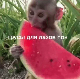 Стикер 🍉 @TgEmodziBot - 0