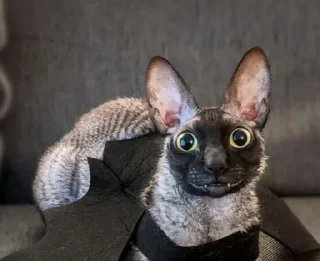 Стикер Нуда я @TgEmodziBot - 11