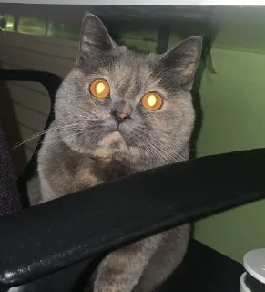 Sticker смешнявки @MoiStikiBot - 6