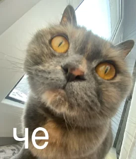 Sticker смешнявки @MoiStikiBot - 8