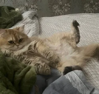 Sticker смешнявки @MoiStikiBot - 9