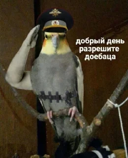 Стикер ёпарасете - 2