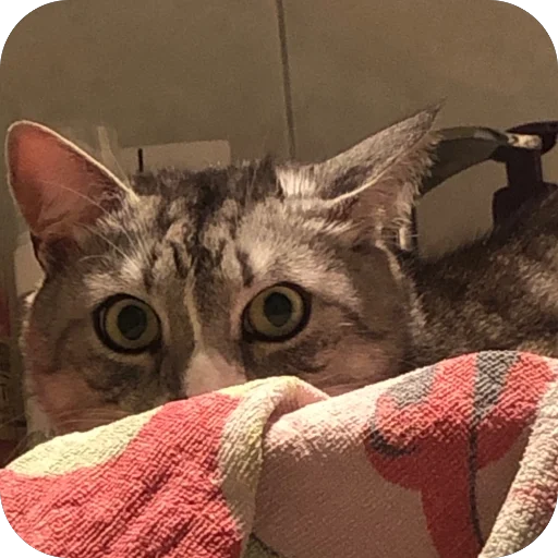 Sticker stik_nu_tip_ya_by_TgEmodziBot - 1