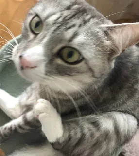 Стикер Ну тип я @TgEmodziBot - 11