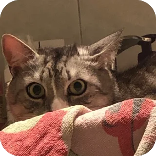 Стикер Ну тип я @TgEmodziBot - 7