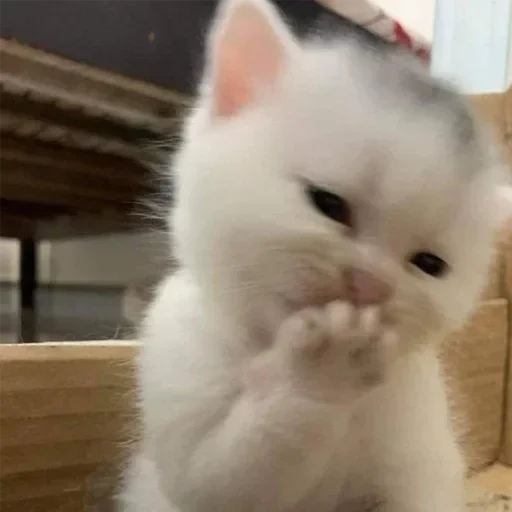 Стикер sweet_pampkin_3_by_erygtrtsbot - 1